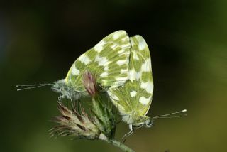 Yeni Beneklimelek (Pontia edusa)