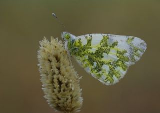 Yeni Beneklimelek (Pontia edusa)