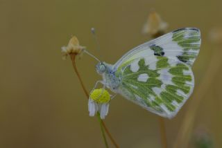 Yeni Beneklimelek (Pontia edusa)
