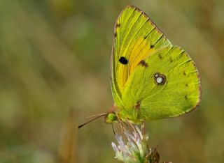 Sar Azamet (Colias croceus)