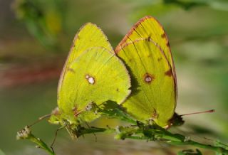 Sar Azamet (Colias croceus)