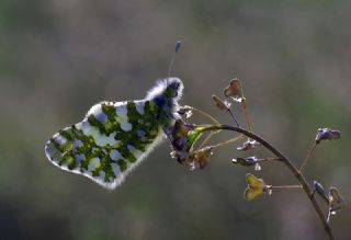 Da Oykls (Euchloe ausonia)