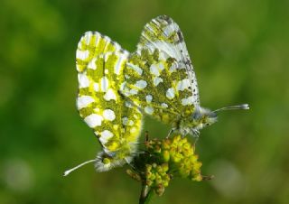 Da Oykls (Euchloe ausonia)