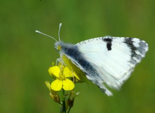 Da Oykls (Euchloe ausonia)