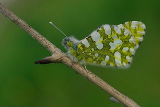 Da Oykls (Euchloe ausonia)