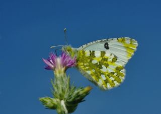 Da Oykls (Euchloe ausonia)