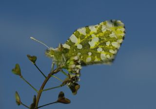 Da Oykls (Euchloe ausonia)