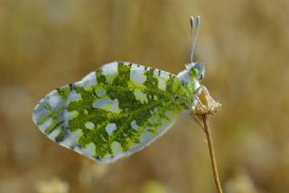 Da Oykls (Euchloe ausonia)