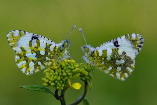 Da Oykls (Euchloe ausonia)