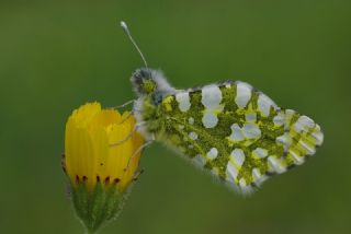 Da Oykls (Euchloe ausonia)