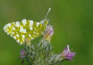 Da Oykls (Euchloe ausonia)
