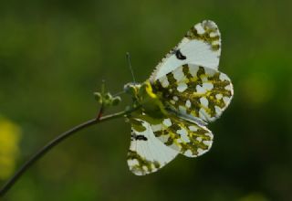 Da Oykls (Euchloe ausonia)