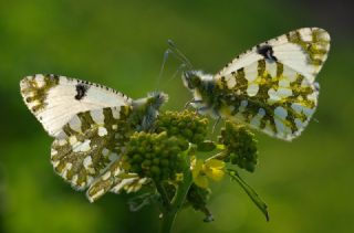 Da Oykls (Euchloe ausonia)