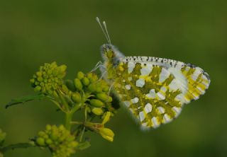 Da Oykls (Euchloe ausonia)