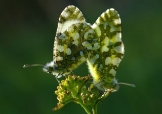 Da Oykls (Euchloe ausonia)