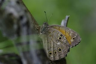 Aa Esmeri (Kirinia roxelana)