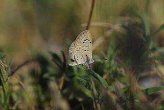 Karsandra (Zizeeria karsandra)