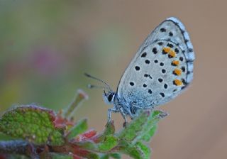 Himalaya Mavisi (Pseudophilotes vicrama)