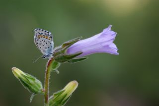 Himalaya Mavisi (Pseudophilotes vicrama)