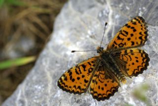 Gzel parhan (Melitaea trivia)