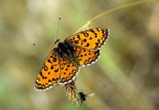 Gzel parhan (Melitaea trivia)