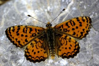 Gzel parhan (Melitaea trivia)