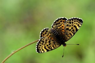 Gzel parhan (Melitaea trivia)