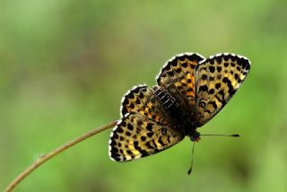 Gzel parhan (Melitaea syriaca)