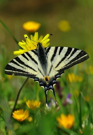 Erik Krlangkuyruk (Iphiclides podalirius)