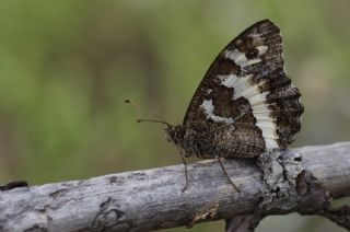 Kara Murat (Brintesia  circe)