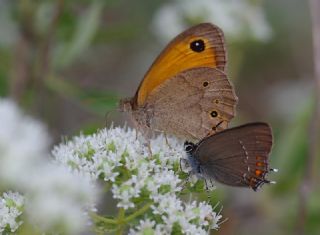 Byk Sevbeni (Satyrium ilicis)