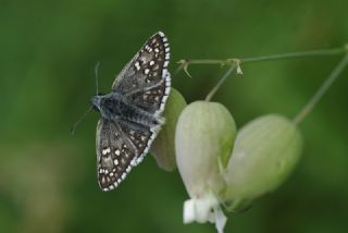 Sarbandl Zpzp (Pyrgus sidae)