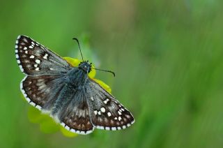 Sarbandl Zpzp (Pyrgus sidae)