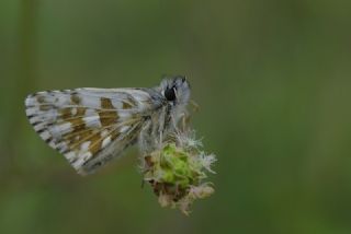 Sar Bandl Zpzp (Pyrgus sidae)