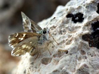 ark Zpzp (Carcharodus orientalis)