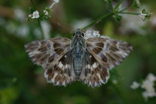 ark Zpzp (Carcharodus orientalis)