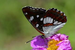 Akdeniz Hanmeli Kelebei (Limenitis reducta)