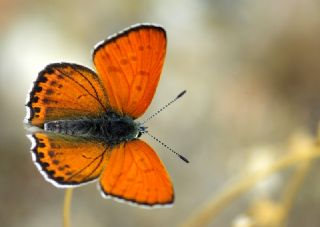 Kk Ate Gzeli (Lycaena thersamon)