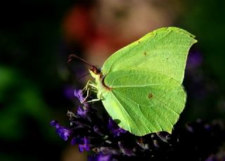 Orakkanat (Gonepteryx rhamni)