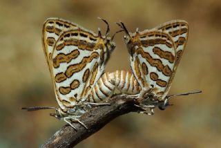 eytanck (Cigaritis acamas)