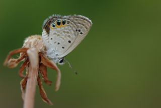 Mcevher Kelebei (Chilades trochylus)