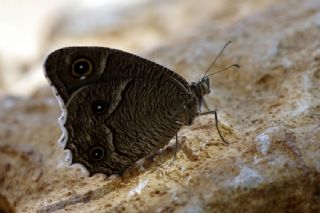 Beyaz Bandl Karamelek (Hipparchia parisatis)