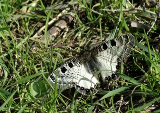 Yalanc Apollo (Archon apollinus)