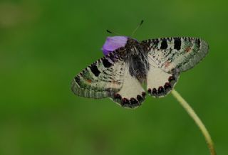 Yalanc Apollo (Archon apollinus)