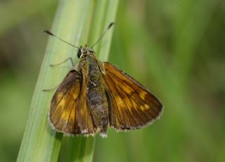 Orman Zpzp (Ochlodes sylvanus)