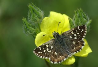 Ege Zpzp (Pyrgus melotis)