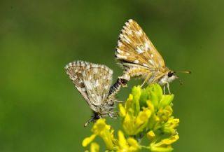 Ege Zpzp (Pyrgus melotis)