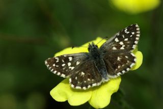 Ege Zpzp (Pyrgus melotis)