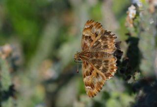 Hatmi Zpzp (Carcharodus alceae)