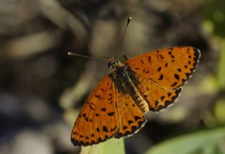 ranl parhan (Melitaea persea)